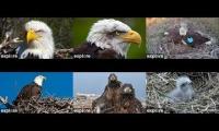 Thumbnail of Eagles-DE-DN-FP-SC-TH-WE