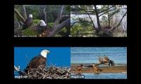 Thumbnail of Bald Eagle Nests More More