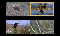 Thumbnail of Bald Eagle Cameras Live Various