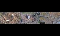 Thumbnail of Bald Eagle Cams Live More