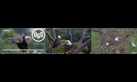 Thumbnail of Live Cam Bald Eagles More