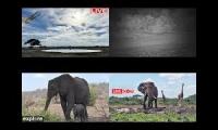 Thumbnail of Various African Waterholes