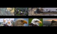 Thumbnail of Live Eagles nest 4fde56tgfchjj