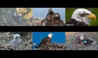 Explore.org eagles WE-WEL-DN-TH-SC-FP