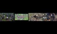 Thumbnail of Florida Eagle Cams (S,C,Dade,N)