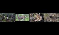 Thumbnail of Flordia Eagle Cams (SW, Central, N, and Dade)