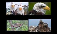 eagles, eagles and more eagles