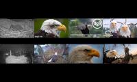 Thumbnail of SuzanneL non CI Eagle Nests