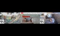 Thumbnail of owls, vultures, falcon live cams